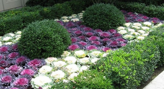 50 Pcs Brassica Oleracea Flowering Cabbage Seeds Beautiful Etsy