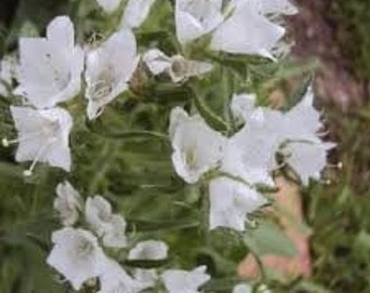 30 Rare Viper's Bugloss White Flower Seeds-White Bedder- Echium Plantagineum - Flor Bienal Brilhante!/Rico em Néctar/ FL391