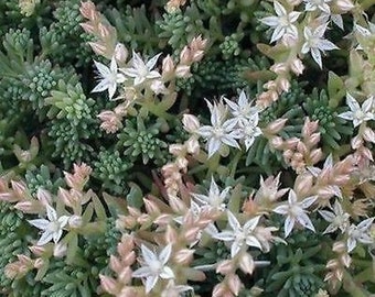 50 Pcs Spanish Stonecrop Succulent Seeds-SEDUM HISPANICUM- Drought Tolerant Low Maintenance Succulent/ S077