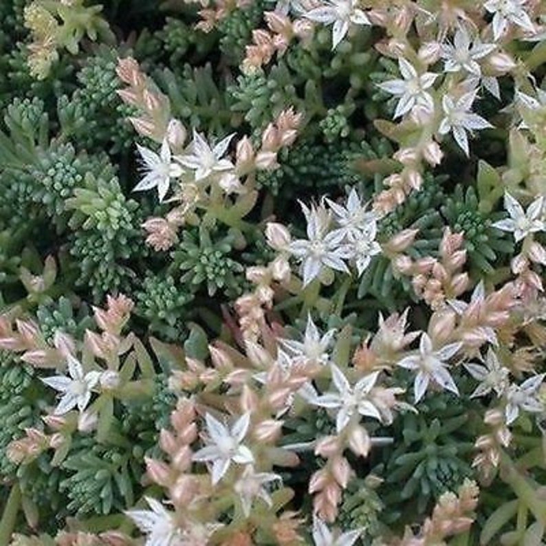 50 Pcs Spanish Stonecrop Succulent Seeds-SEDUM HISPANICUM Drought Tolerant Low Maintenance Succulent/ S077 image 1