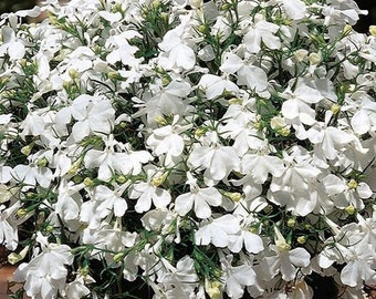 100 Pcs  Lobelia Pendula White Lady Cascade Seeds-Trailing Lobelia Erinus-Regatta White-Erinus White Lady Seeds-Beautiful Annual-/  (FL417)