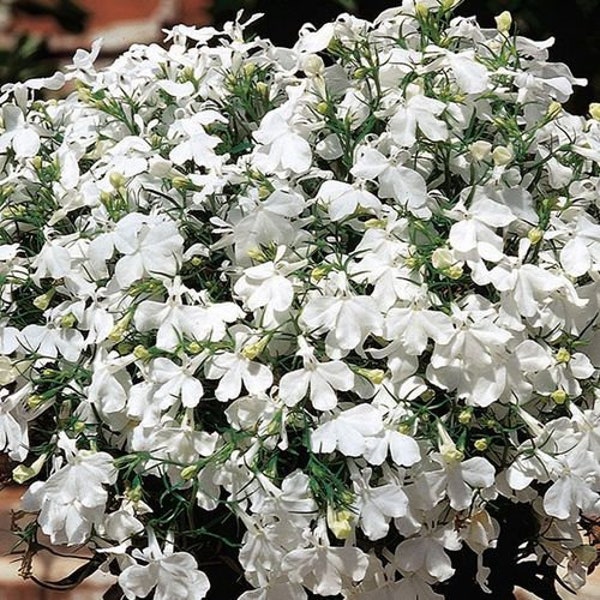 100 stuks Lobelia Pendula White Lady Cascade Seeds-Trailing Lobelia Erinus-Regatta White-Erinus White Lady Seeds-Beautiful Annual-/ (FL417)