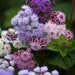 see more listings in the Annual Flower/ Plant section