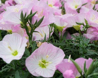 200 Pcs Showy  Evening Primrose Seeds-FL240- Mexican Primrose- Oenothera Speciosa--Beautiful Perennial flower- Pink Evening Primrose