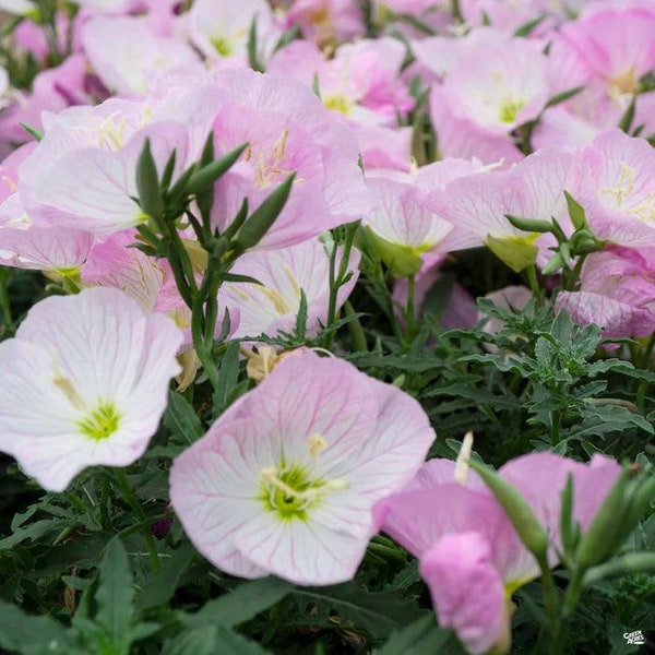 200 piezas Vistosas semillas de onagra-FL240- Onagra mexicana- Oenothera Speciosa--Hermosa flor perenne- Onagra rosa