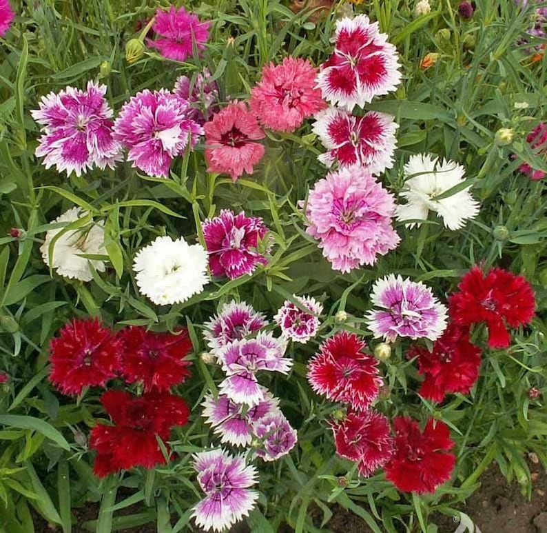 pinks double imperial mixed colors