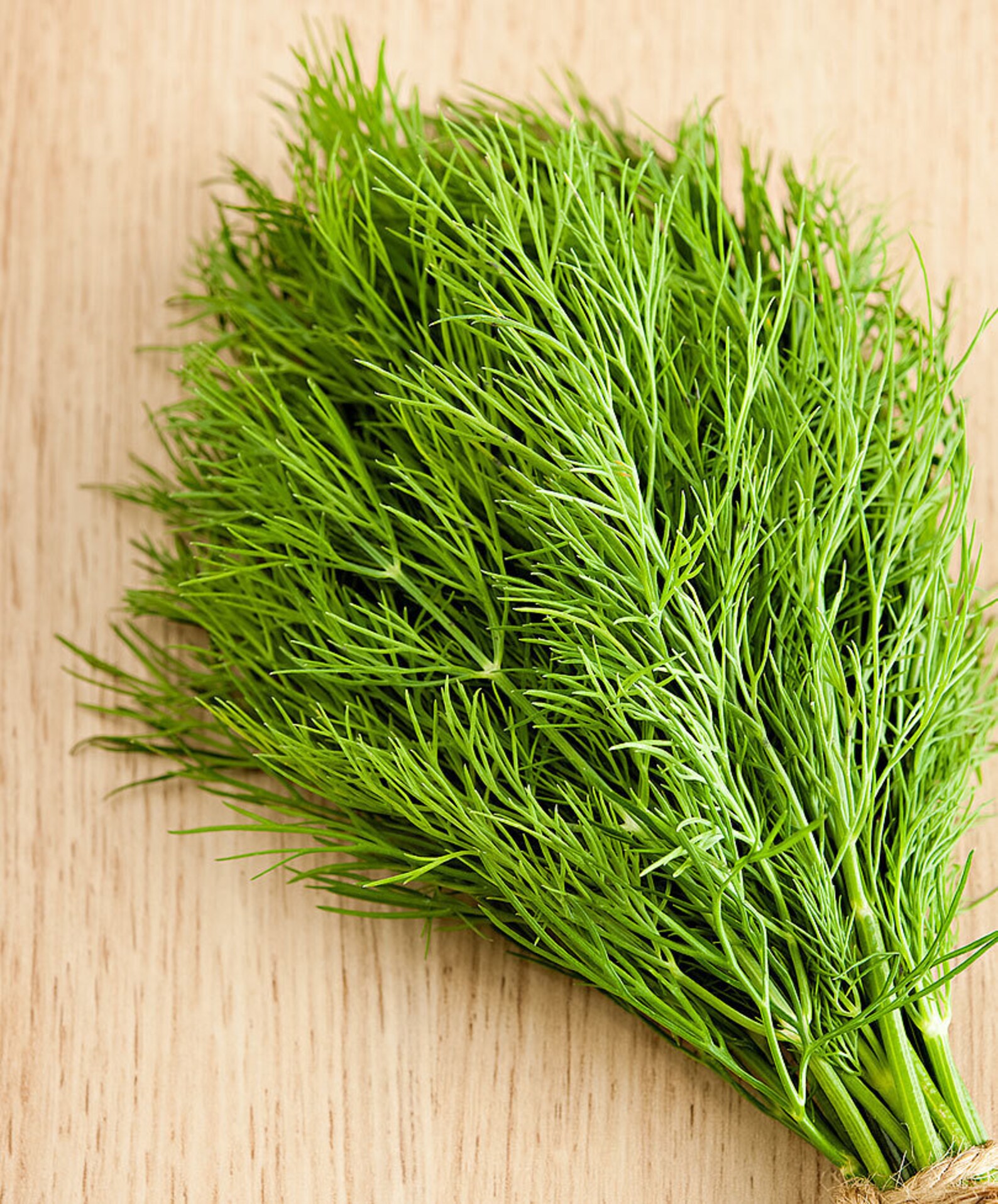 Dill – укроп. как выглядит укроп. укроп сорт дилл. семена. укроп сорт севен.