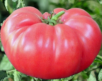 30 Stk. Bio Brandywine TomatenSamen-V161-Solanum lycopersicum-Leckerer Roter Brandywine -Open Pollinated Non GMO