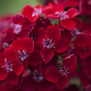 50 Dianthus Barbatus Red Flower Seeds/Dianthus Barbatus Dunetti/Crimson Red Sweet William/ Glorious Long Lasting Bloom/FL499 image 5