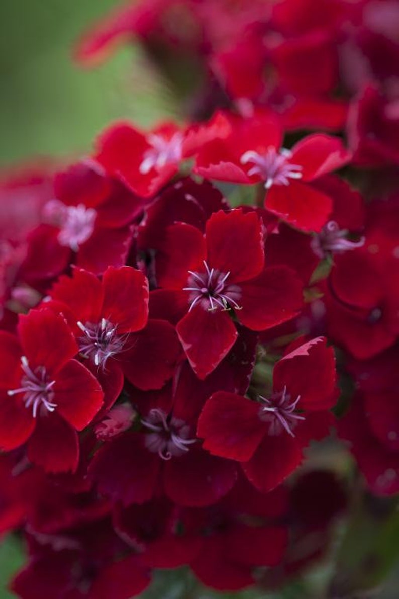 50 Dianthus Barbatus Red Flower Seeds/Dianthus Barbatus Dunetti/Crimson Red Sweet William/ Glorious Long Lasting Bloom/FL499 image 5