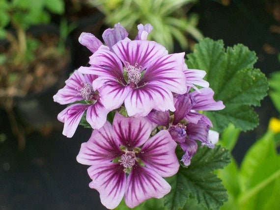 30 Rare/exotic Hollyhock Zebrina Flower Seeds- Malva