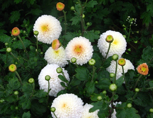 thumbnail image 2 of FEVERFEW SNOWBALL 200 SEEDS, TANACETUM PARTHENIUM FLORO PLENO 2 of 9