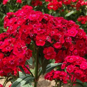 50 Dianthus Barbatus Red Flower Seeds/Dianthus Barbatus Dunetti/Crimson Red Sweet William/ Glorious Long Lasting Bloom/FL499 image 3