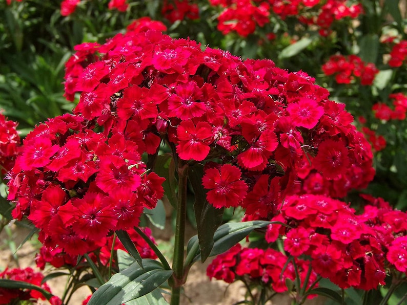 50 Dianthus Barbatus Red Flower Seeds/Dianthus Barbatus Dunetti/Crimson Red Sweet William/ Glorious Long Lasting Bloom/FL499 image 3