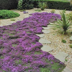 1000 Pcs Ground Cover Creeping Thyme Seeds-THYMUS SERPYLLUM--Magic Carpet--FL196-(4-6 Inches Tall)