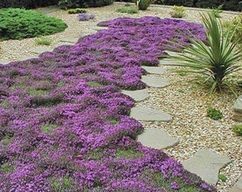 1000 Pcs Ground Cover Creeping Thyme Seeds-THYMUS SERPYLLUM--Magic Carpet--FL196-(4-6 Inches Tall)