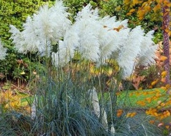 100 Pcs Pampas Grass Seed- White Ornamental Home Garden Plant- CORTADERIA SELLOANA- ( FL038)