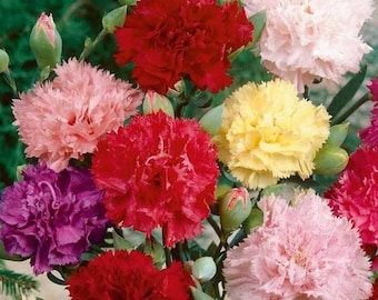 100 Pcs  Giant Chabaud Carnation Mix annual Flower Seeds- DIANTHUS CARYOPHYLLUS chabaud mix / (FL149)
