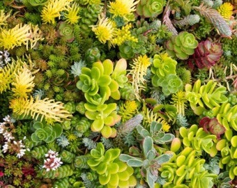 Semillas De Rosa De Montaña - 150pcs Suculentas Para Jardín Interior Y Balcón