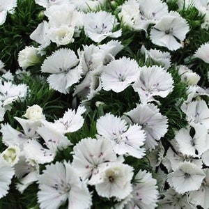 50 Dianthus Barbatus Flower Seeds-Dianthus Barbatus Albus/ White Sweet William/Sweet William Dianthus/Charming Long Lasting Bloom/FL467 image 5