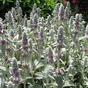 50 Pcs Lamb's Ear Flower Seeds Stachys Byzantina Lanata-Stachys olympica-Natural Perennial-FL397 image 3