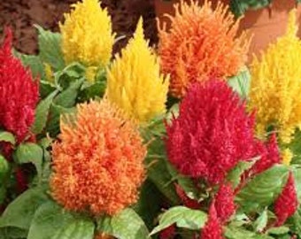 100 Pcs Celosia Plumosa Mix Seeds- Plumosa Argentia AKA Plumed Cockscomb- Plume Plant-Feathered Amaranth-Supreme Brilliant Flowers/  (FL008)