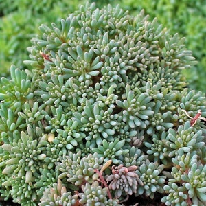 50 Pcs Spanish Stonecrop Succulent Seeds-SEDUM HISPANICUM Drought Tolerant Low Maintenance Succulent/ S077 image 8