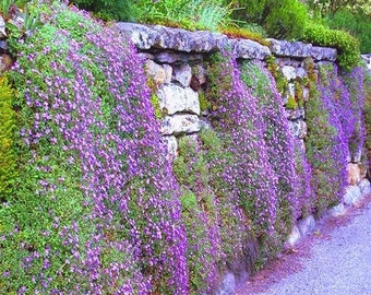 200 Pcs  Mixed Rockcress Cascading Seeds-Mat forming Perennial Ground Cover-AUBRIETA CULTORUM / (FL084)