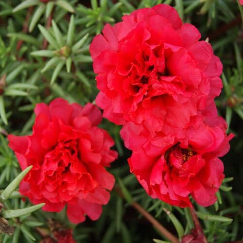 100 PCS Moss Rose Fresh Flower Seeds- Red Portulaca Grandiflora / (FL188)