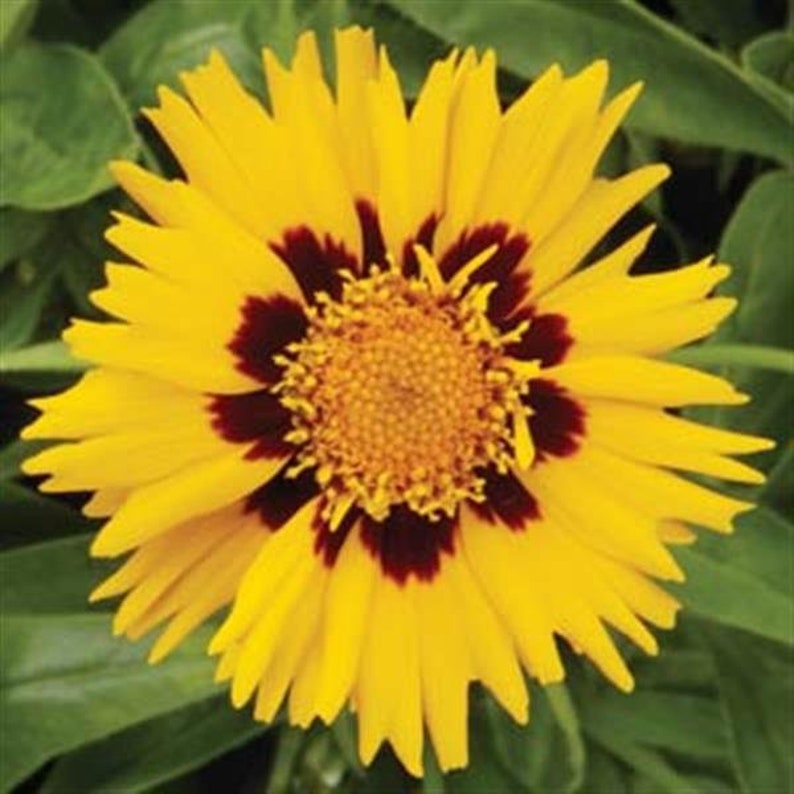 50Pcs Coreopsis Glandiflora Sunfire Perennial Flower Seeds FL342 image 3