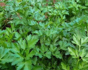 Può includere: Una vista ravvicinata di una pianta di prezzemolo verde lussureggiante con fogliame verde vibrante.