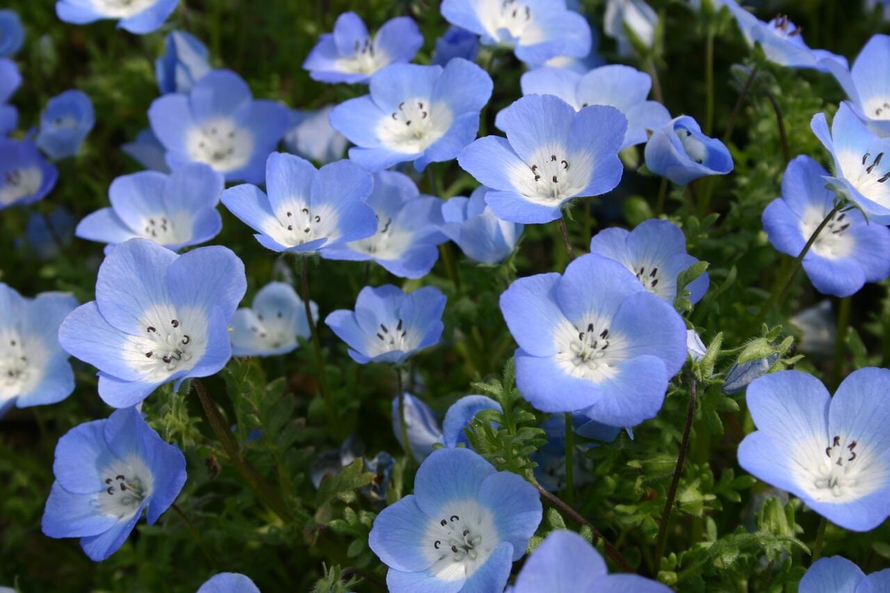 50 Pcs Nemophila Baby Blue Eyes Flower Seeds Menzie S Baby Etsy India