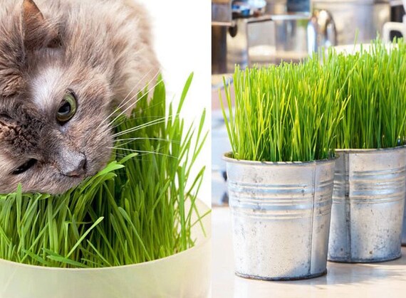 thumbnail interactive-video image 1 of Biki & Loki Kitty Salad Seeds – Organic Non-GMO Wheatgrass – US Seller 1 of 2