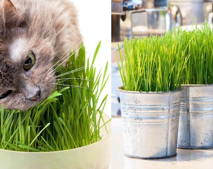 200 Pcs Organic Cat Grass Seeds - Wheat Grass seed- Simply the Best for your Cat! (P029)