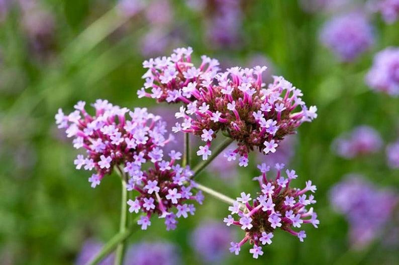 100 Verbena Bonariensis Flower Seeds-Purple Top Vervain-FL257-Brazilian Verbena-Long Blooming drought tolerant plant-Attracts Butterflies image 3