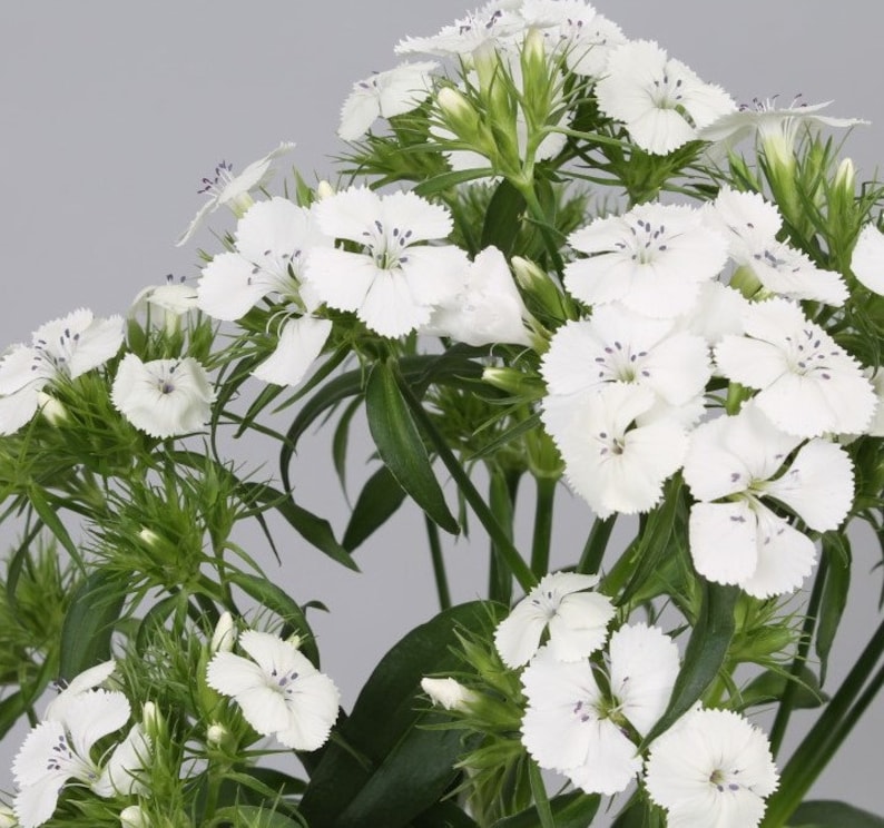 50 Dianthus Barbatus Flower Seeds-Dianthus Barbatus Albus/ White Sweet William/Sweet William Dianthus/Charming Long Lasting Bloom/FL467 image 8