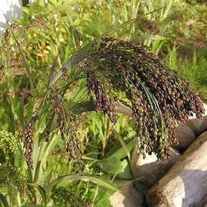 30 Stück Violette Panikgrassamen-Panicum Violaceum/P062/Ornamental Purple Millet Grass Seeds/Annual Beauty Exzellent für getrocknete Arrangements Bild 4