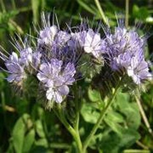 May include: A cluster of small, pale blue flowers with delicate, spiky petals. The flowers are arranged in a loose, rounded shape and are surrounded by green foliage.