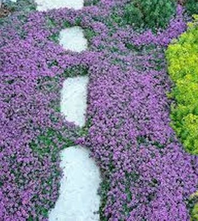 1000 Pcs Ground Cover Creeping Thyme Seeds-THYMUS SERPYLLUMMagic CarpetFL1964-6 Inches Tall image 2