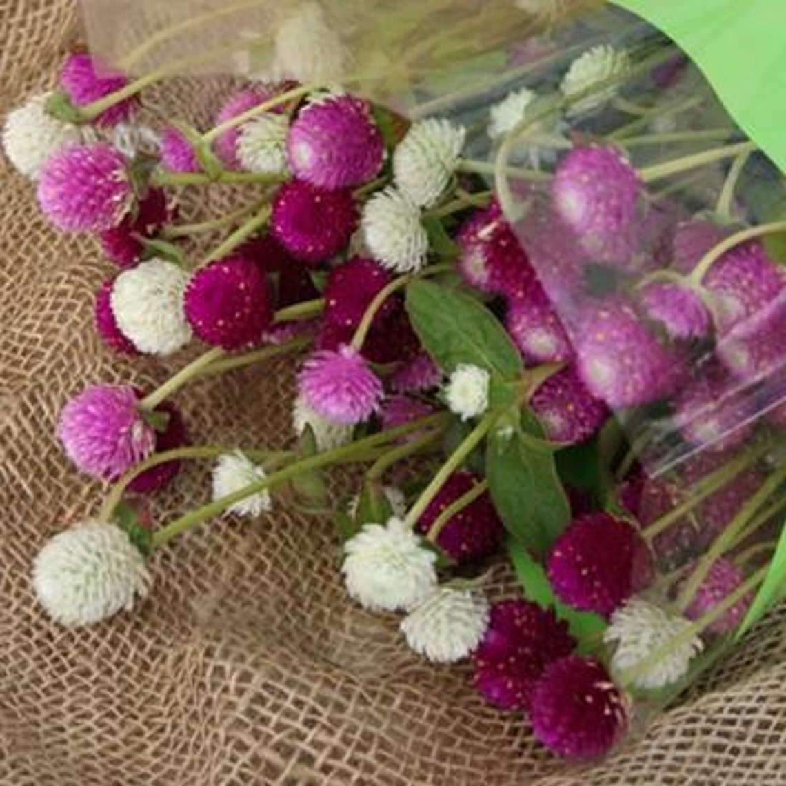 gomphrena seeds canada