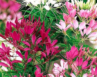 50 Pcs  Cleome Mix Flower Seeds/ Cleome Spinosa Spider Flower Mix/CLEOME HASSLERIANA/ Grandfather's Whiskers/ Glows at night/FL490