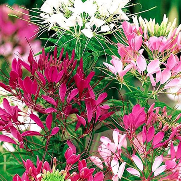 50 Pcs  Cleome Mix Flower Seeds/ Cleome Spinosa Spider Flower Mix/CLEOME HASSLERIANA/ Grandfather's Whiskers/ Glows at night/FL490