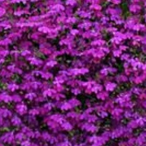 200 Pcs Lobelia Erinus Purple Seeds Purple Riviera-Simply Beautiful / FL338 image 1