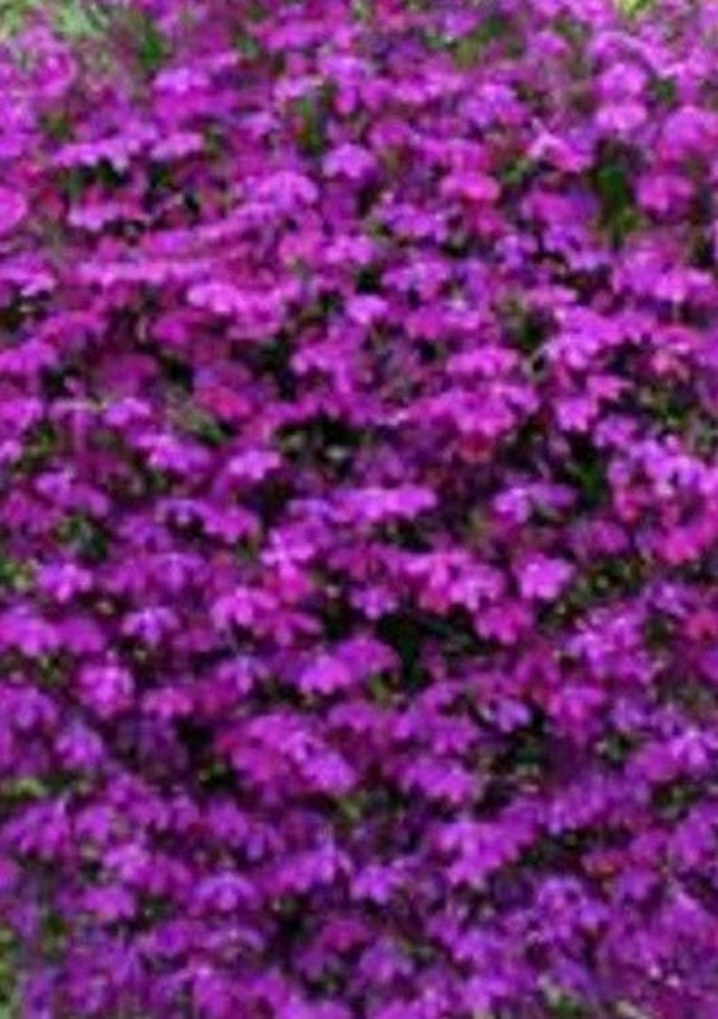 200 Pcs Lobelia Erinus Purple Seeds Purple Riviera-Simply Beautiful / FL338 image 1
