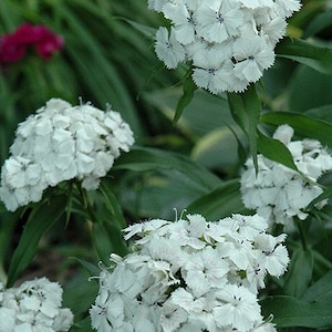 50 Dianthus Barbatus Flower Seeds-Dianthus Barbatus Albus/ White Sweet William/Sweet William Dianthus/Charming Long Lasting Bloom/FL467 image 2