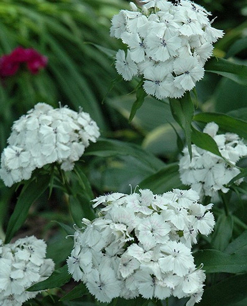 50 Dianthus Barbatus Flower Seeds-Dianthus Barbatus Albus/ White Sweet William/Sweet William Dianthus/Charming Long Lasting Bloom/FL467 image 2