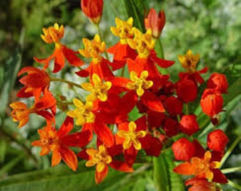 50 tropische kroontjeskruid bloemzaden/Asclepias Curassavica/bloedbloem/Mexicaanse vlinder/lange bloeiseizoen/geneeskrachtig/groenblijvende vaste plant/FL466