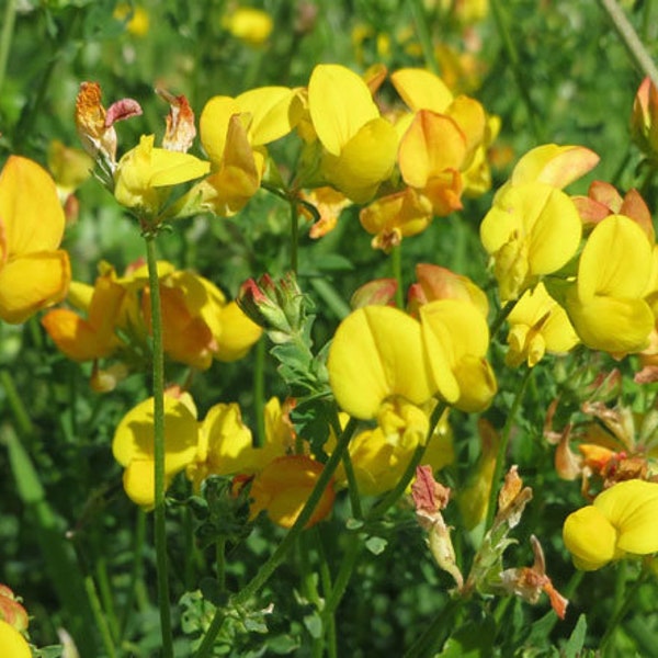 500 Semillas de Legumbres de Trébol de Pie de Pájaro/Lotus Corniculatus/P051