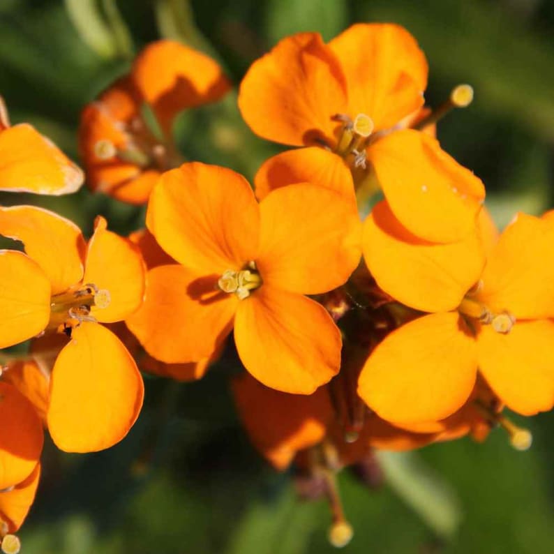 50 Pcs Siberian Wallflower Seeds-FL242 Cheiranthus Allionii-Attracts Butterflies-Simply Beautiful zdjęcie 3