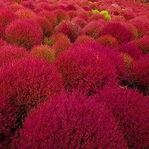 Puede incluir: Un campo de plantas vibrantes de color rojo y rosa, creando un paisaje exuberante y colorido.